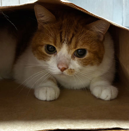 にゃんこめ袋に入っている猫