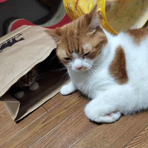 にゃんこめ袋